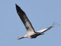 Kranich (Grus grus)  32